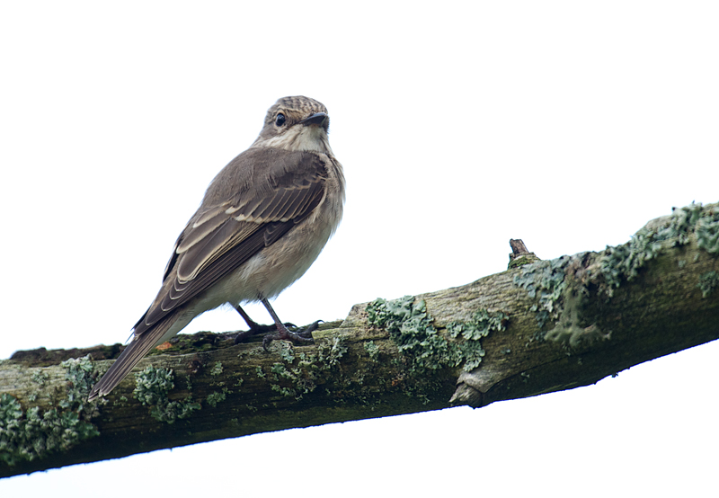 Grå-fluesnapper - Spotted flycatcher (Muscicapa striata).jpg